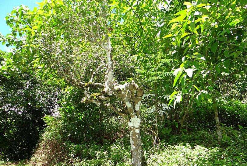 2022年大黑樹林古樹春茶價格？