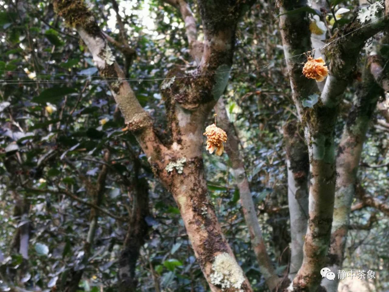 2022年大黑森林古樹春茶多少錢一公斤？