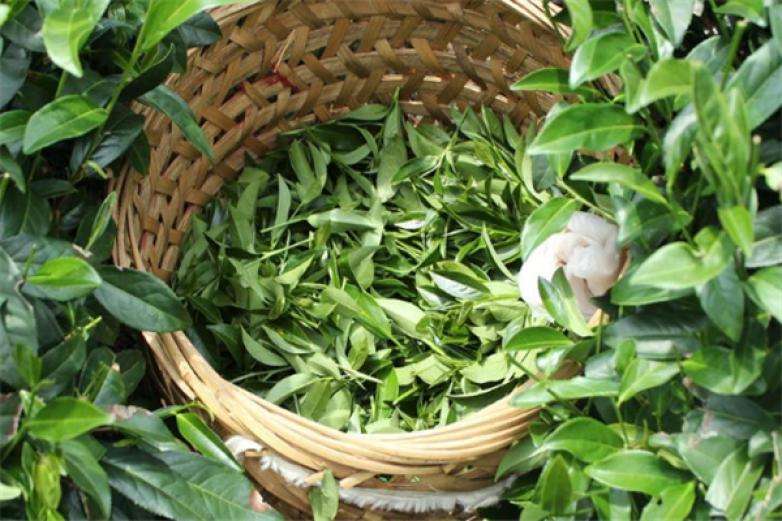 2022年曼松古樹春茶價格？