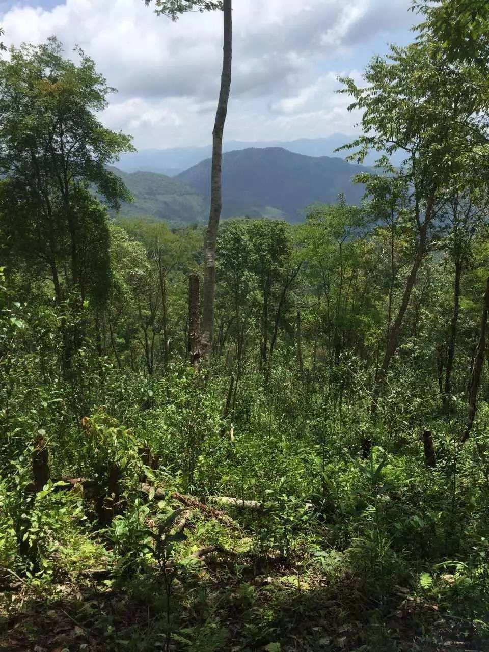 2022年一泡曼松古樹春茶？一飲帝王味……