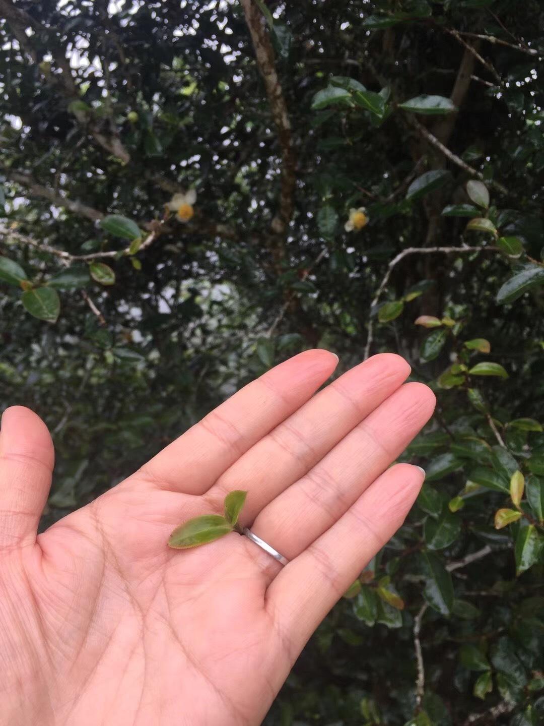 2022年倚邦貓耳朵古樹春茶價格？