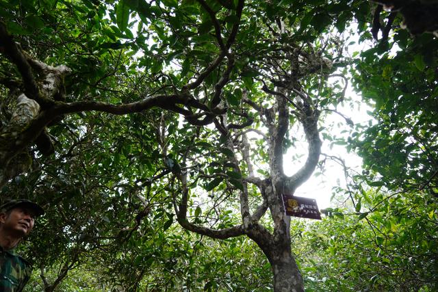 2022年桃子寨古樹春茶多少錢一公斤？