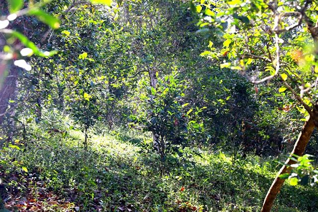 2022年革登古樹春茶價(jià)格？