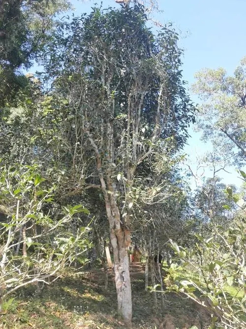 2022年莽枝古樹春茶多少錢一公斤？