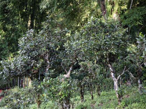 2022年攸樂古樹春茶特點(diǎn)？