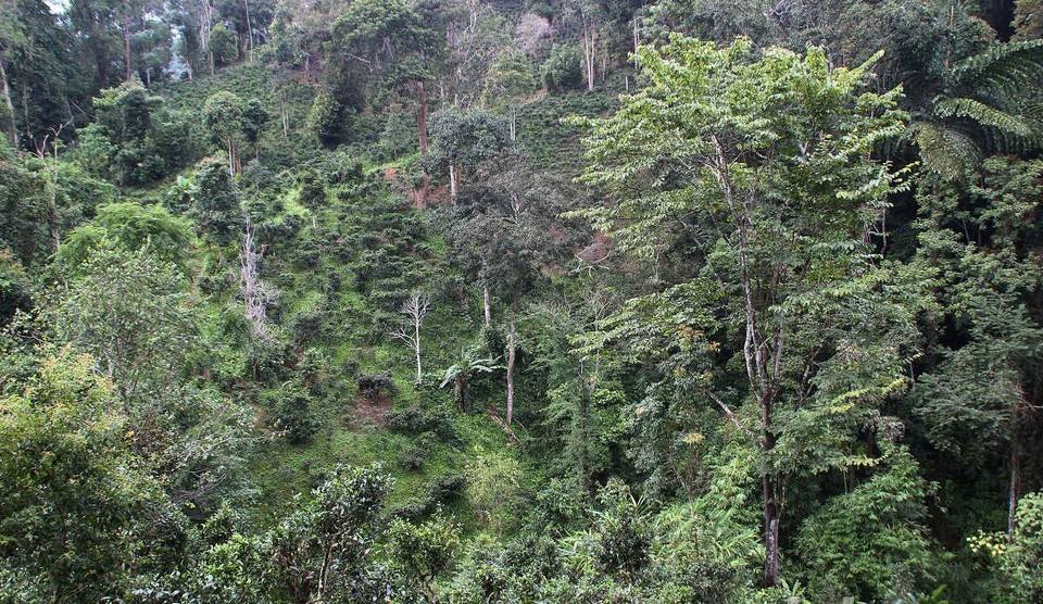 2022年攸樂古樹春茶口感？