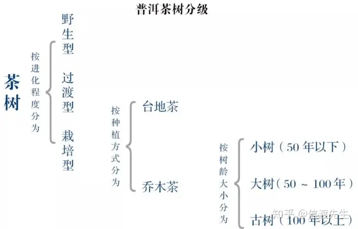 2022年按順序排列普洱茶樹等級 怎么分？