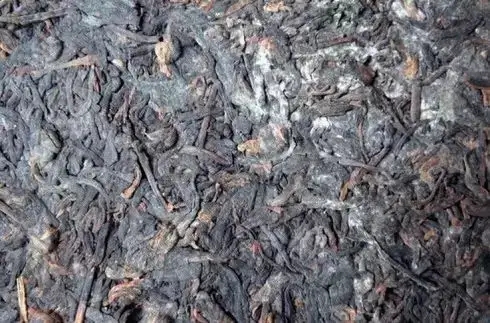 普洱茶泡了之后有霉味怎么辦？