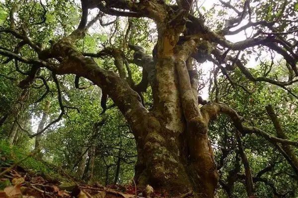 冰島！普洱茶界最有名的山頭，一次性把冰島茶講清楚！