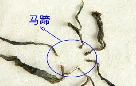 馬蹄竟然還能喝？普洱茶里的馬蹄你有了解過嗎？