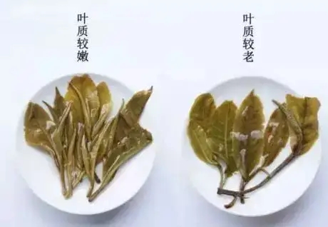 生普？熟普？如何挑選一款普洱茶？