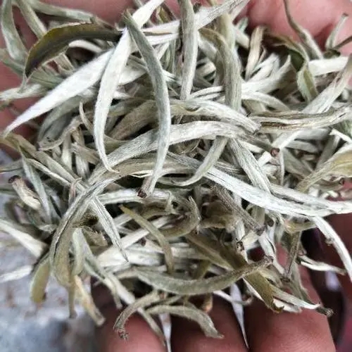 遇見月光白之美，存放四年云南古樹白茶