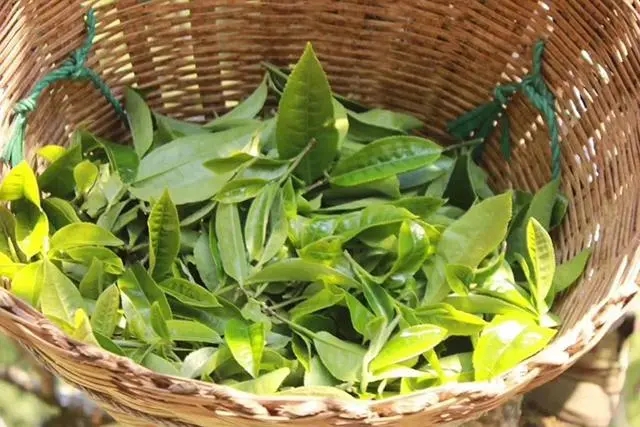 普洱茶3大核心產(chǎn)區(qū)，請好好收藏！