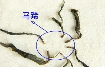 馬蹄竟然還能喝？普洱茶里的馬蹄你有了解過(guò)嗎？