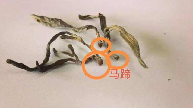 “馬蹄?！倍嗌俑竟?jié)有關(guān)系？