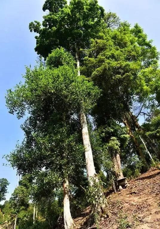 普洱茶概念中的“國有林”、“高桿古樹”是怎么樣的存在？