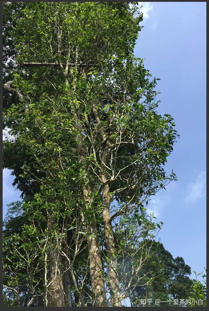 高桿古樹做成的普洱茶，憑什么紅遍大江南北？