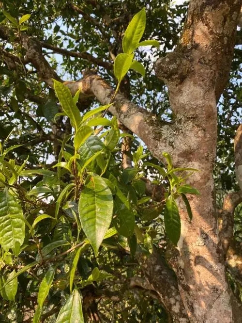 易武高桿 普洱長(zhǎng)頸？