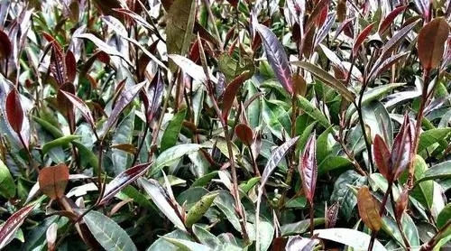 紫芽普洱是什么茶？