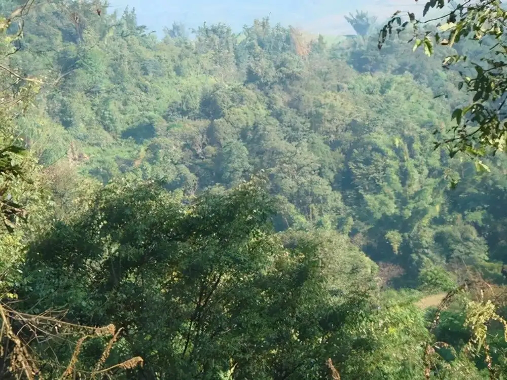 茶山紀實：再進犀牛塘，不一樣的感覺；菁瑤可以預見的豐收年