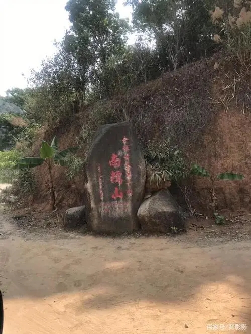 古茶第一村”，你見過這樣的茶樹嗎？