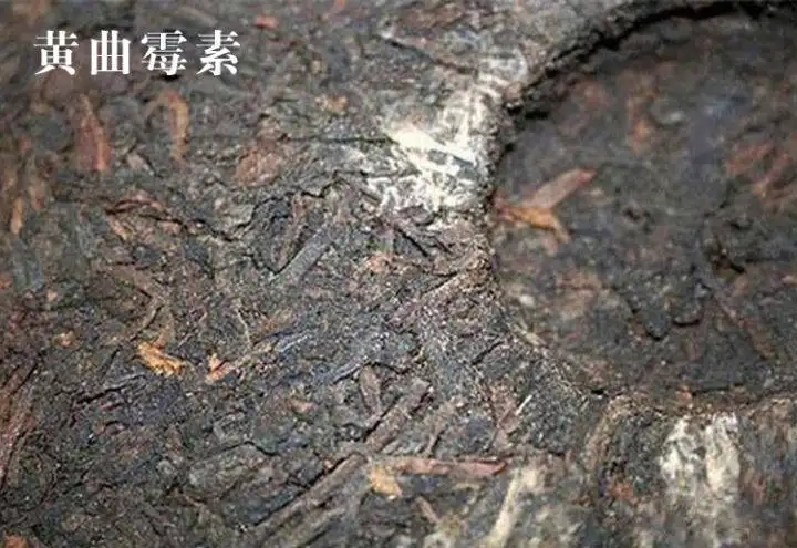 普洱茶有黃曲霉毒素，喝了會(huì)致癌？不黑不吹，咱用事實(shí)說(shuō)話