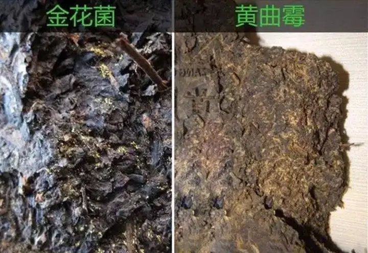 從普洱茶致癌論說開，再談普洱茶與黃曲霉毒素的關(guān)系。