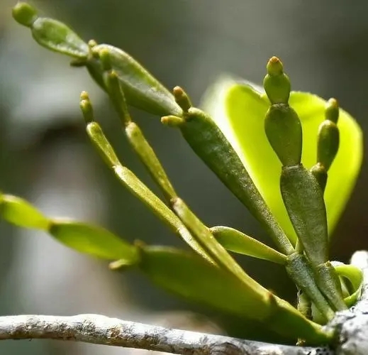 “螃蟹腳”是什么？
