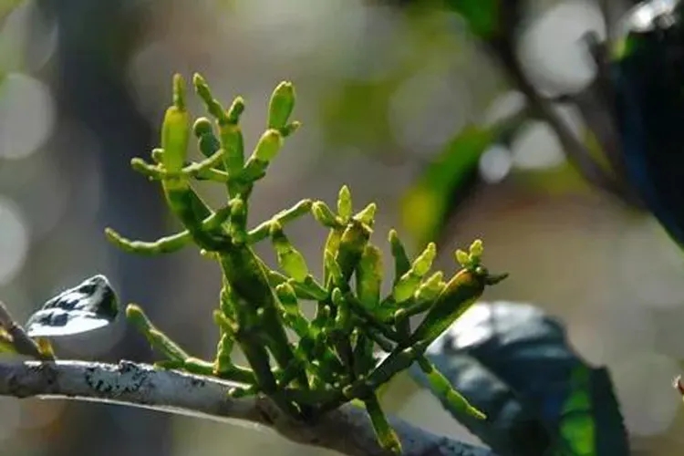 什么是螃蟹腳？茶界的螃蟹腳可能和你想的不一樣！