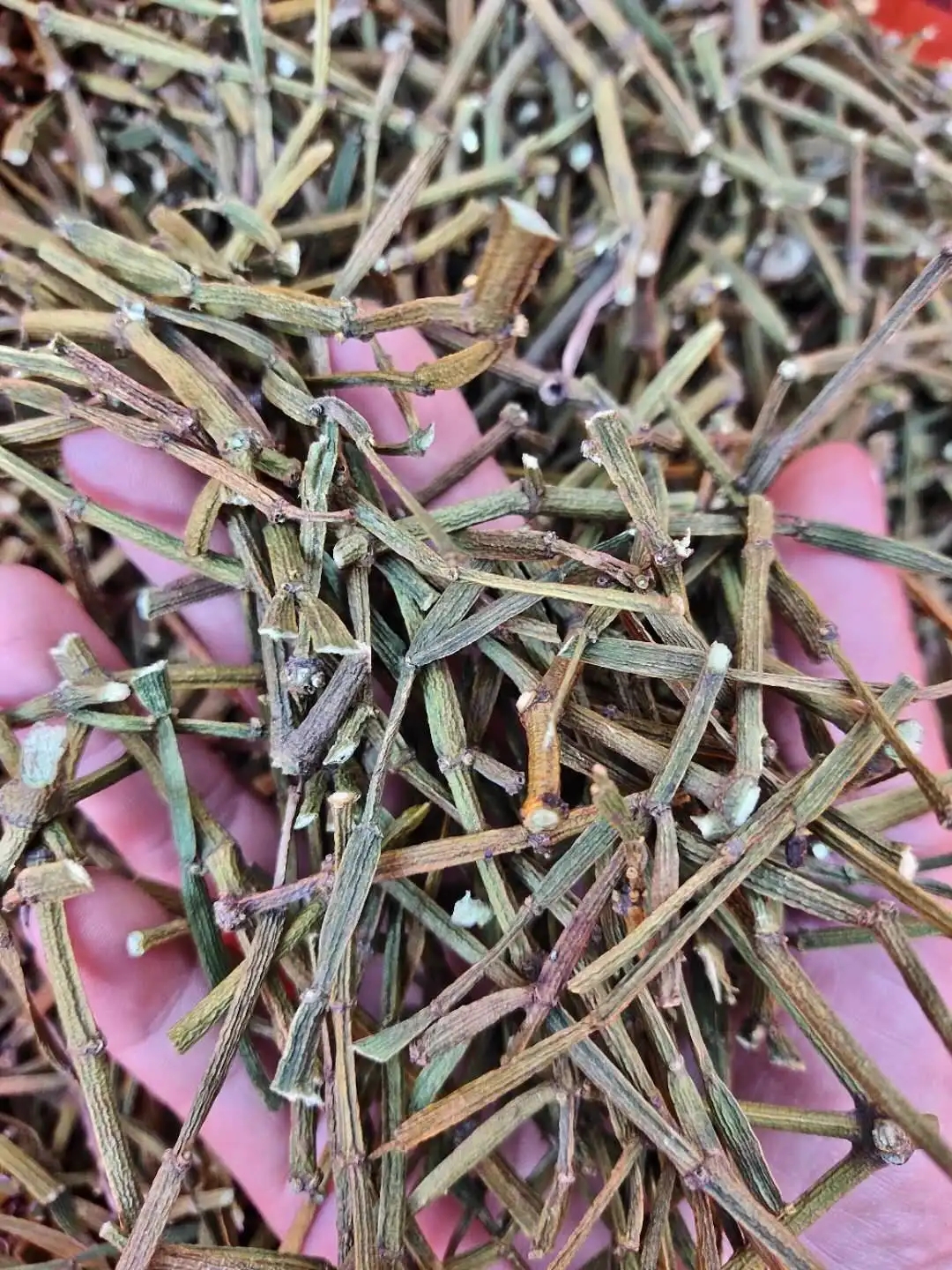 干貨 | 什么是茶界的螃蟹腳？