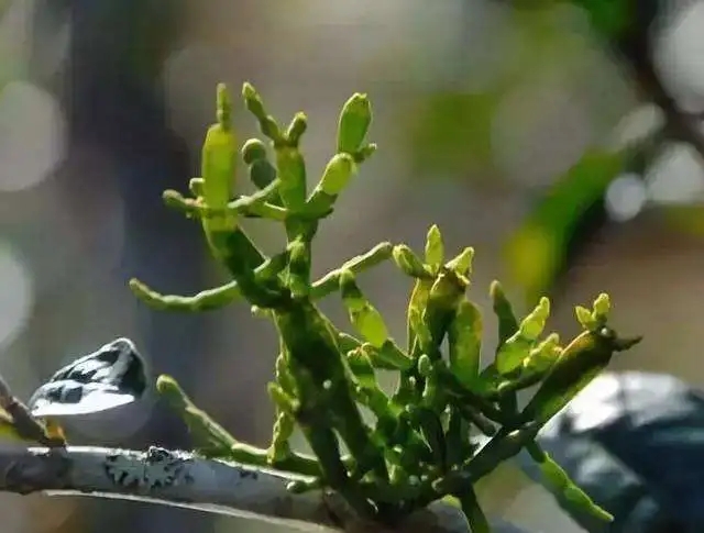 一節(jié)螃蟹腳，勝過冬蟲和夏草