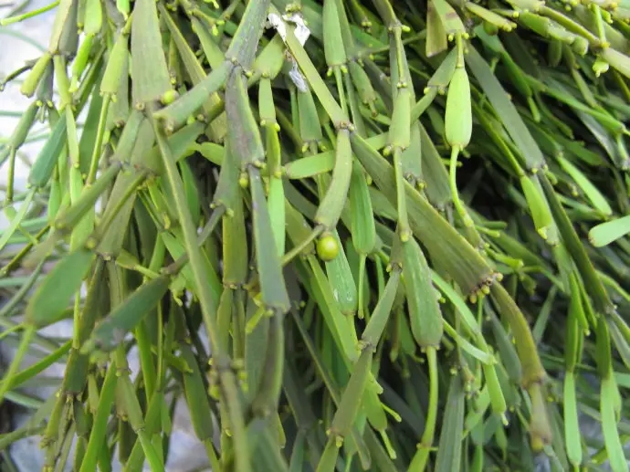 普洱茶中的“螃蟹腳”，到底是什么？如何辨別？