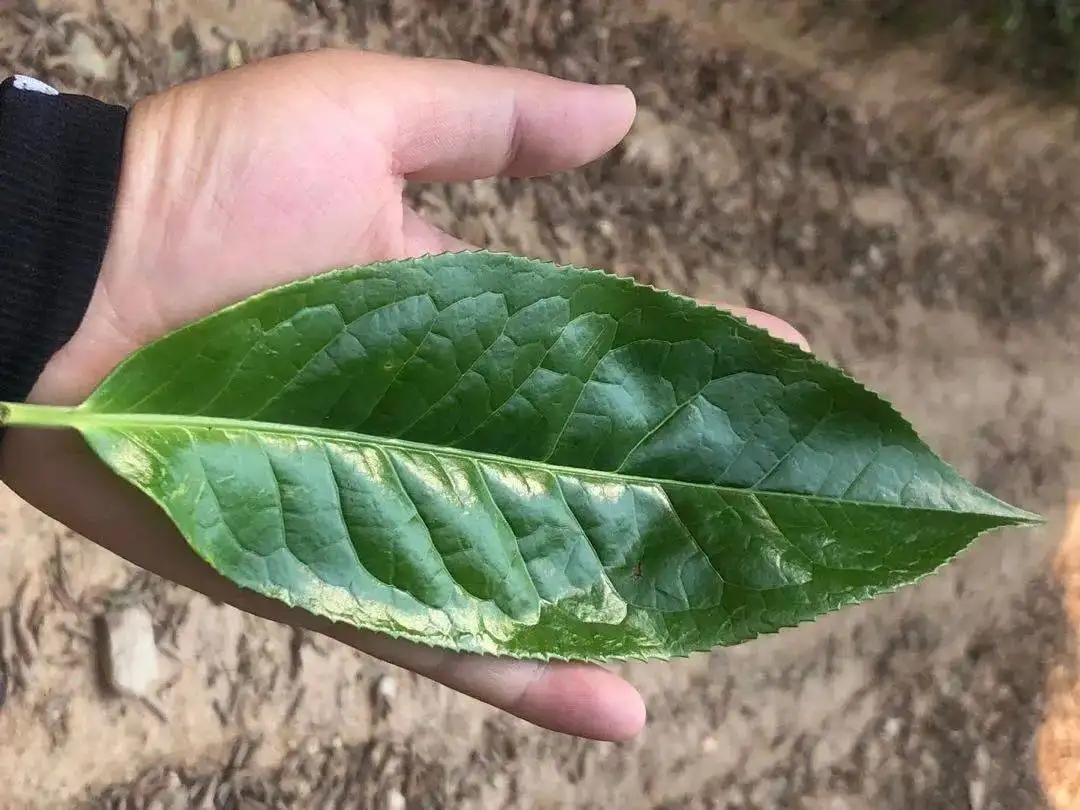 【茶百科】勐庫(kù)大葉種的適制性。