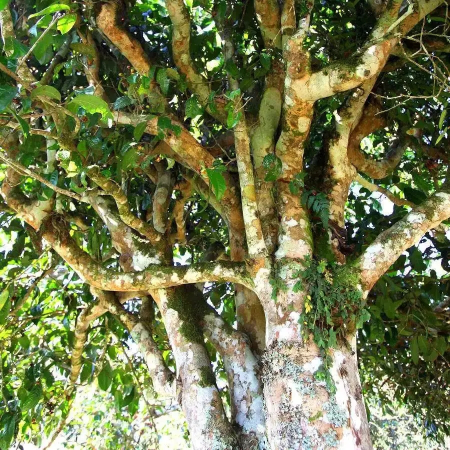 來自易武秘境的至味臻品！氣韻強勁，余韻深邃，一口喚醒你的味蕾~