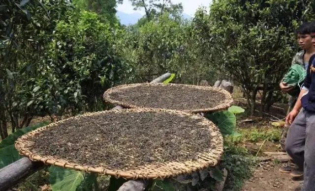 顛覆認(rèn)知！普洱茶的傳統(tǒng)工藝究竟是什么？