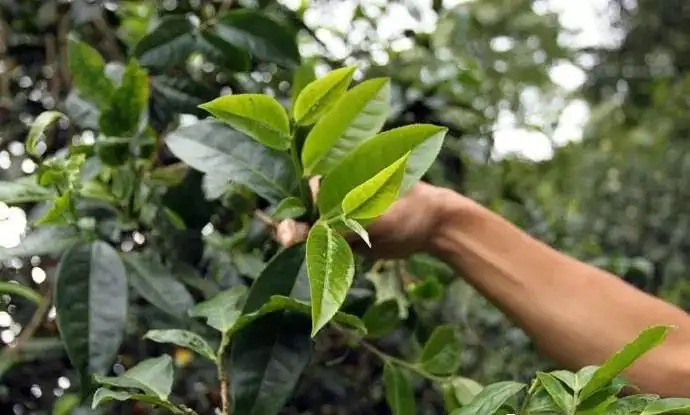 云南大葉種和小葉種是一個(gè)品種嗎？?jī)烧哂泻蝺?yōu)勢(shì)？