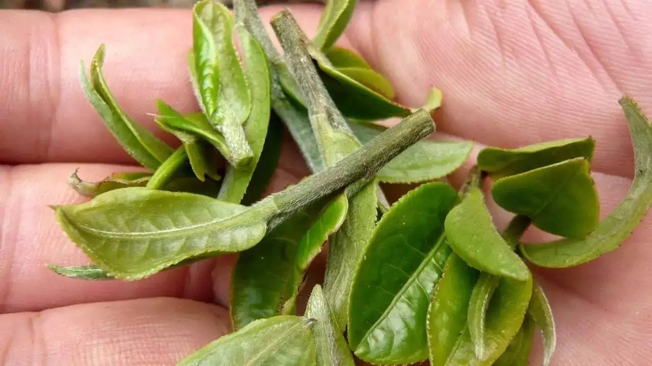 云南大葉種曬青毛茶，是什么茶？