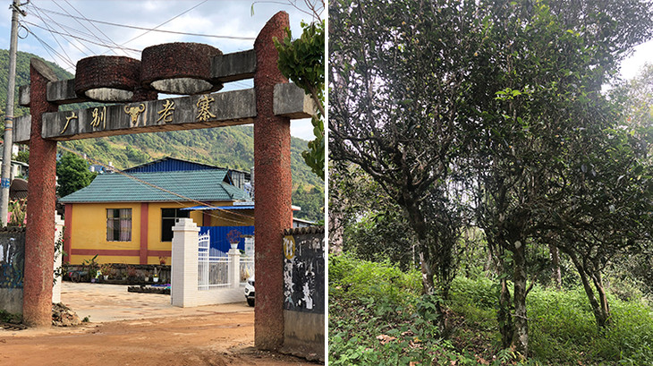 2023年廣別老寨古樹春茶多少錢一公斤？