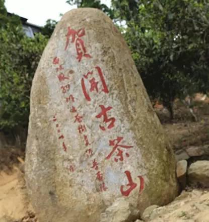 2023年賀開古樹春茶品質(zhì)如何？