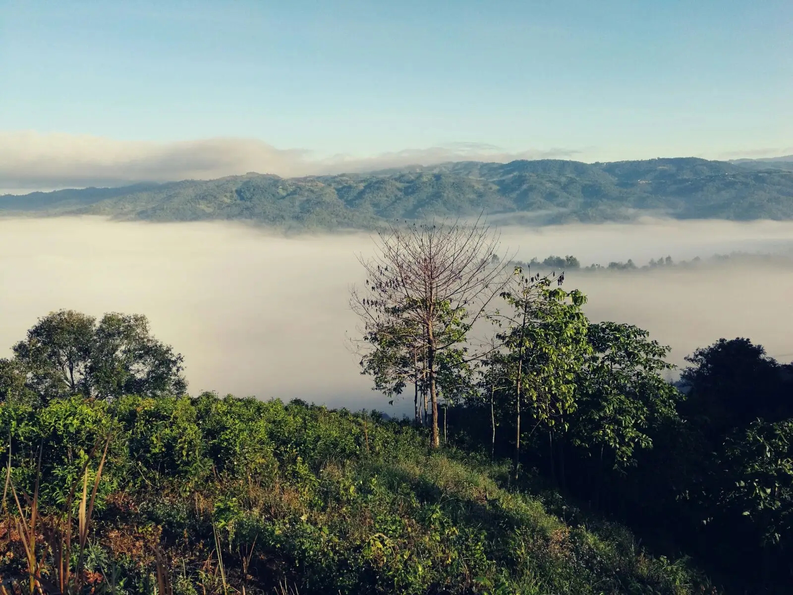 2023年賀開(kāi)古樹(shù)春茶價(jià)格是多少？
