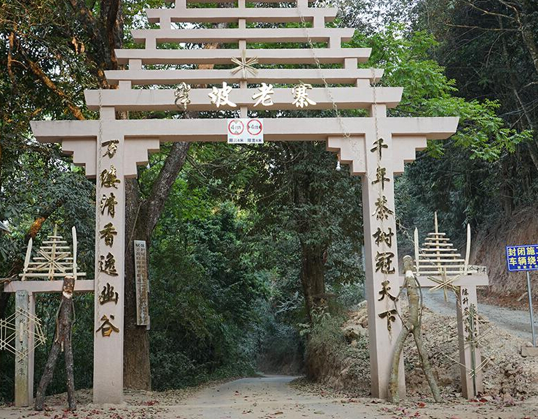 2023年半坡老寨古樹春茶品質(zhì)？