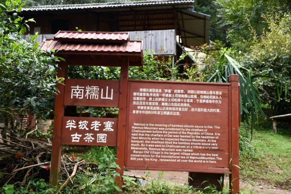 2023年半坡老寨古樹(shù)春茶口感是什么？