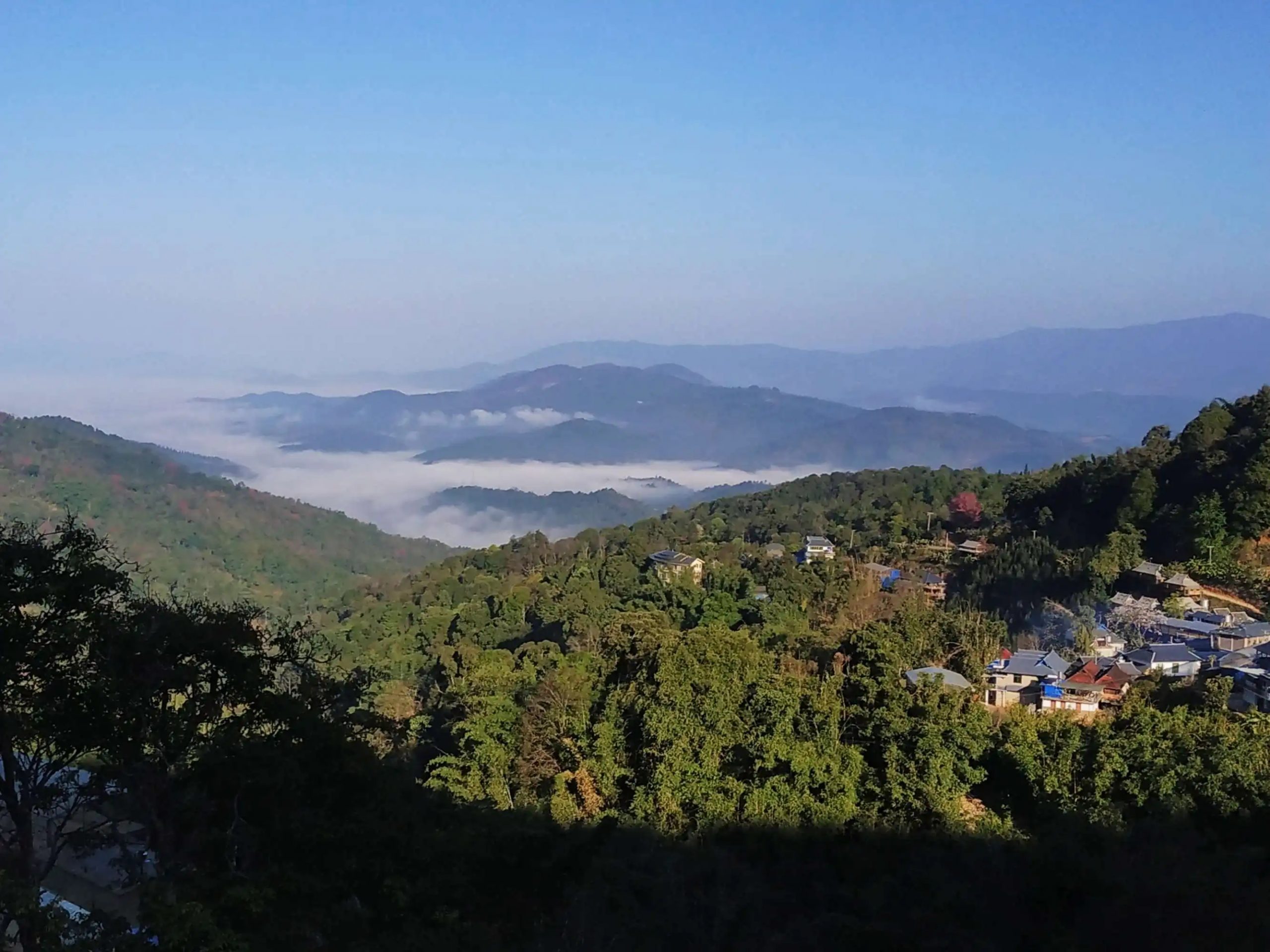 2023年南糯山古樹春茶口感如何？