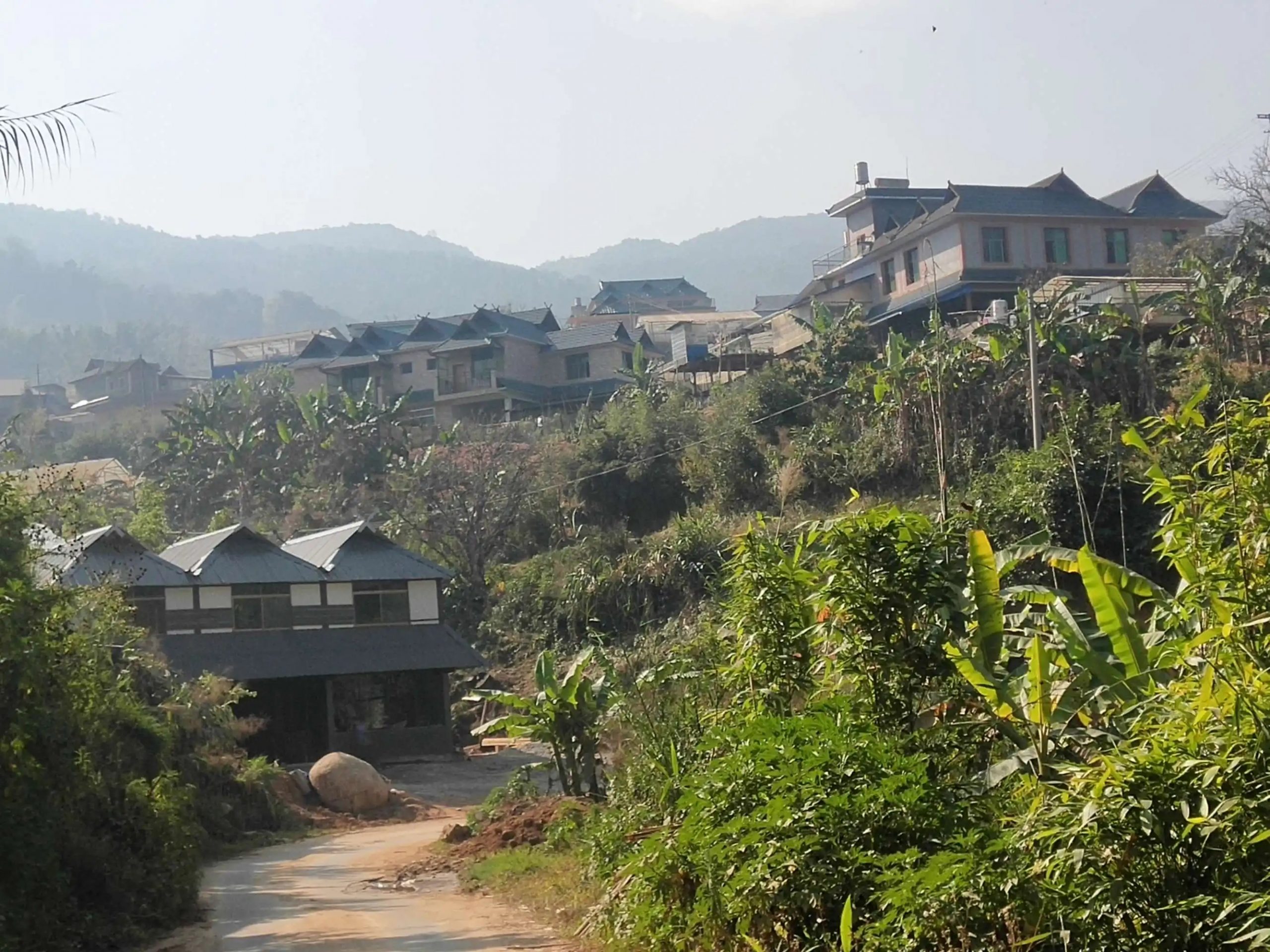 2023年帕沙古樹春茶價格多少錢？