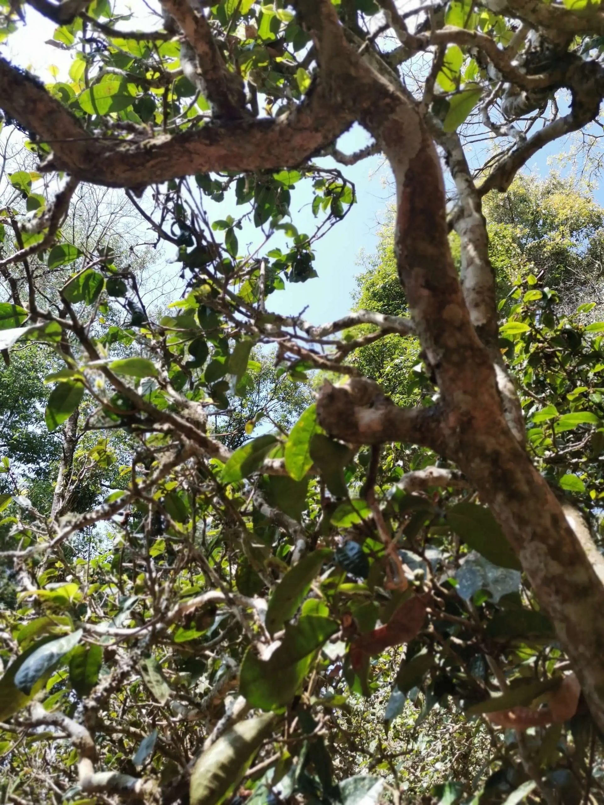 2023年那卡古樹(shù)春茶特點(diǎn)是什么？