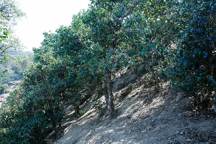 2023年那卡古樹春茶價格是多少？