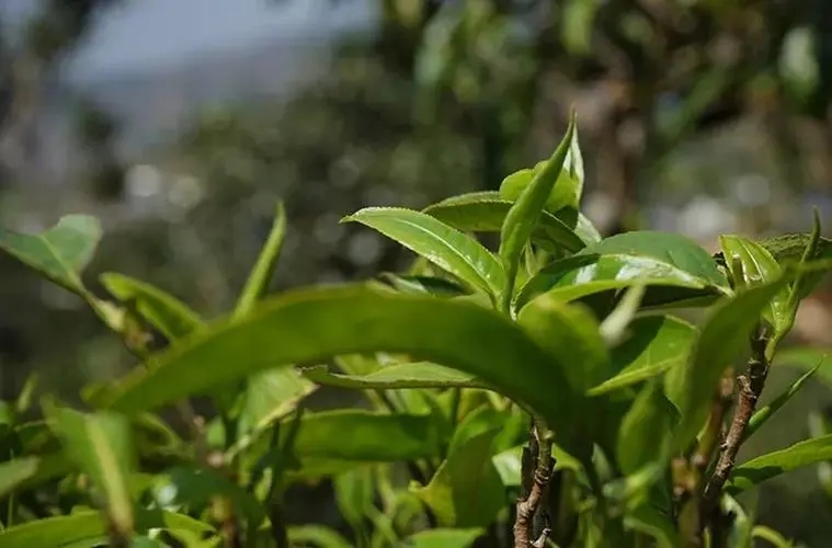 2023年那卡古樹春茶多少錢一公斤？