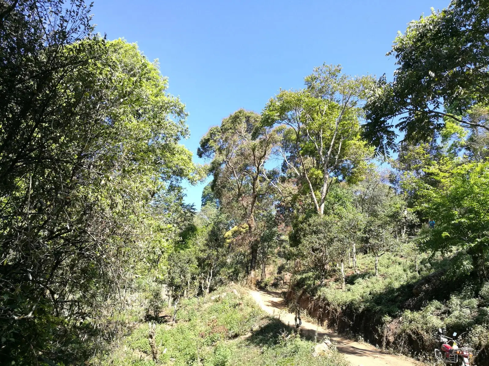 2023年保塘老寨古樹春茶口感是什么？