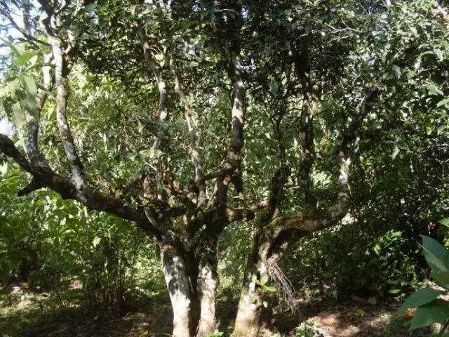 2023年保塘老寨古樹春茶多少錢一公斤？