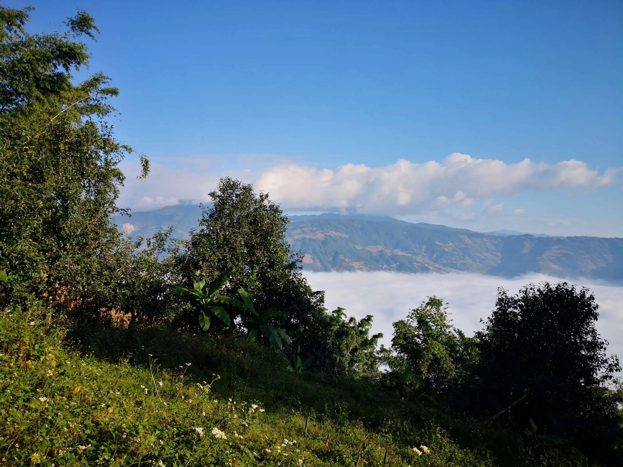 2023年邦崴古樹 春茶品質(zhì)如何？